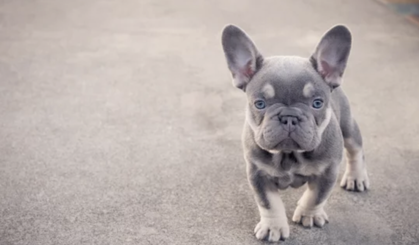 米国人気犬種ランキング　31年間首位のラブラドールを抜いたのは？（3/16）