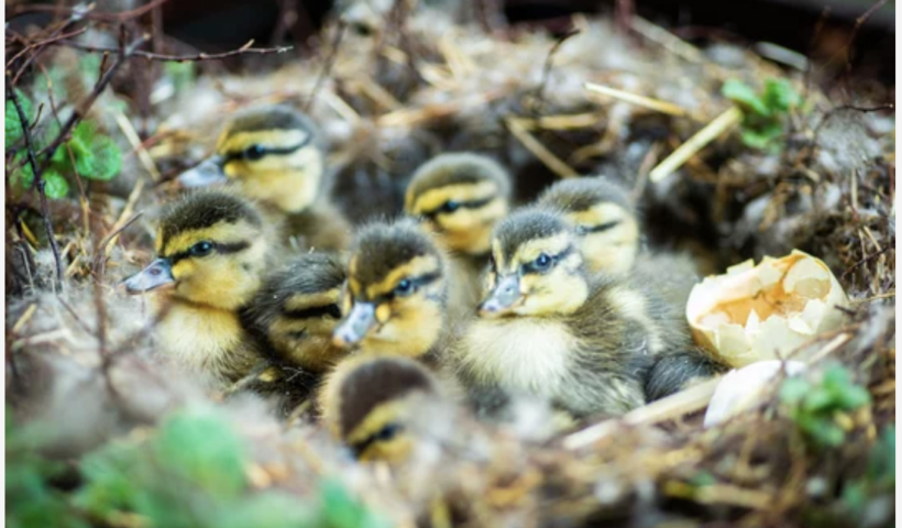 地元で話題！高校のフットボールフィールドに水鳥が卵　孵化までそっと見守る計画（3/27）