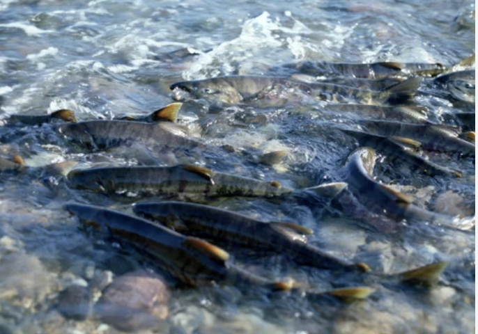 加州、干ばつによる個体数減少でサケ漁中止　産卵で川へ戻る数が激減（3/13）