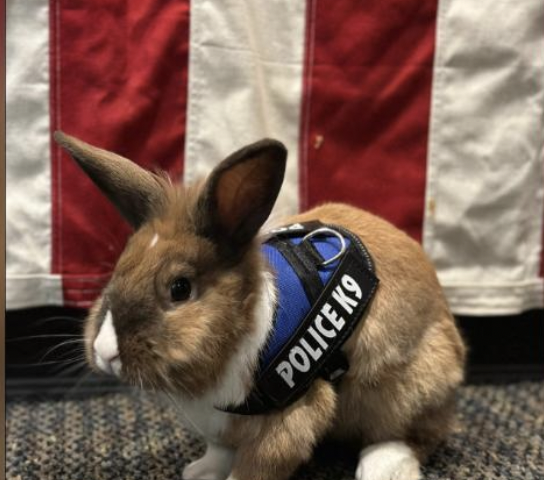 カリフォルニア州の警察が癒しの役割期待「ウサギの警察官」採用　名前は「パーシー」（4/13）