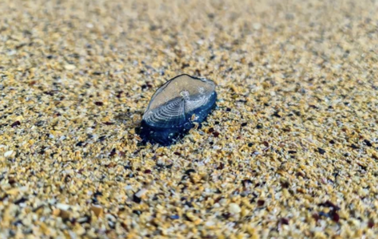 南加の海岸でクラゲの一種「Velella velella」が大量に　刺されないよう注意！（4/12）