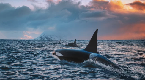 珍しいシャチの親子連れ　シャチが目の前を泳ぐ！　ニューポートビーチ（4/25）