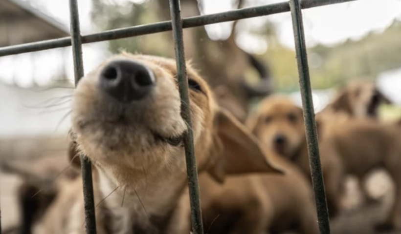 ロングビーチのアニマルシェルターが「これ以上動物を預かることができない」施設パンク寸前危機的状況（4/4）