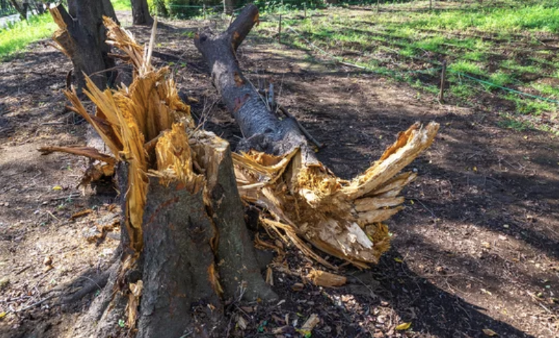 「街が消えた」竜巻と暴風雨死者３２人　バイデン大統領が大規模災害宣言　中西部と南部（4/3）