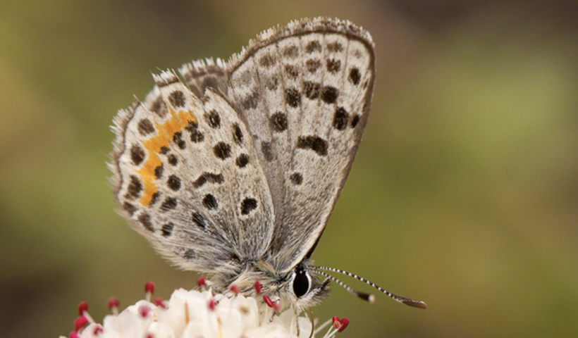 絶滅危惧種のチョウ「エルセグンドブルー」を救え！レドンドビーチのボランティアが活動開始（5/22）