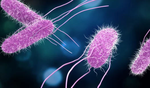 全米６州でサルモネラ菌のアウトブレイク　ＣＤＣが警告、クッキー生地原因か（5/24）