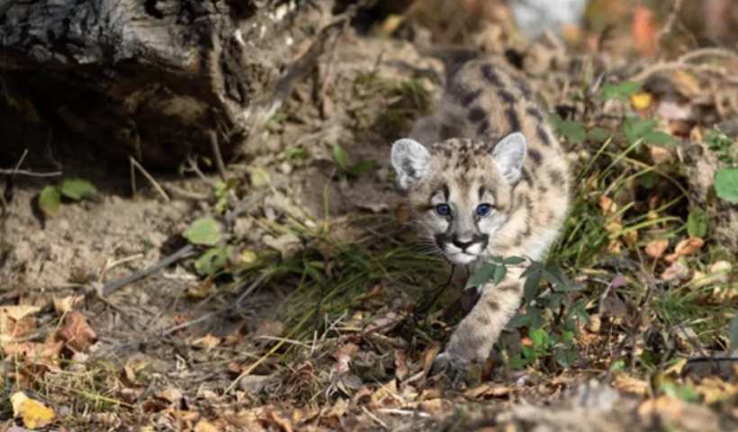 サンタモニカ山でマウンテンライオンが犬を襲い、飼い主が負傷（10/26）