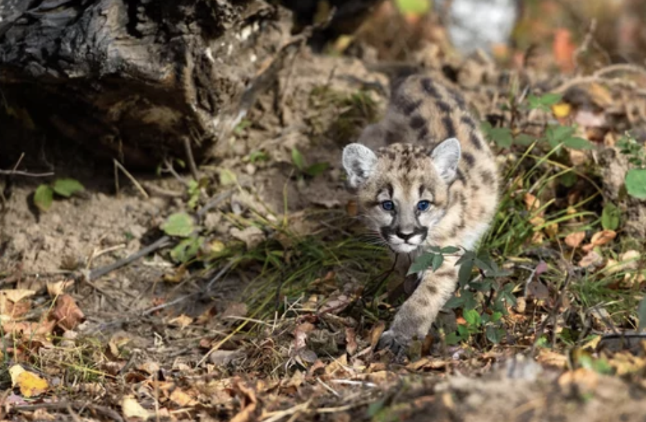 LALALA USA | LA近郊で野生のマウンテンライオンの赤ちゃん3頭誕生