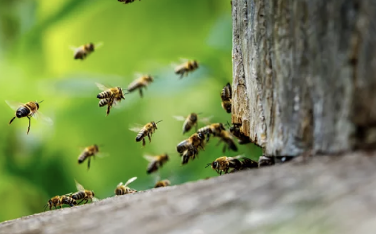 ミツバチの大群に襲われ２人が病院搬送　エンシノの住宅地で道路閉鎖（5/17）