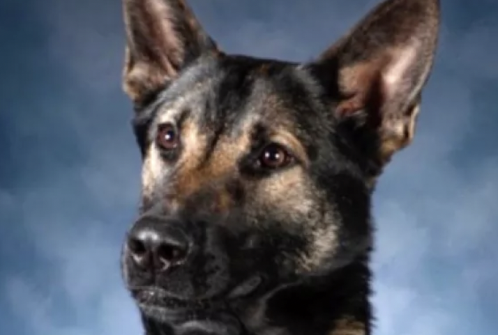 ２歳の警察犬ボスコ、自動販売機の中に隠された麻薬と銃を発見する手柄（6/21）