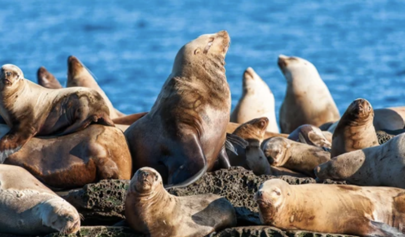 中毒のアシカ、イルカが南カリフォルニアの沿岸で増（6/20）