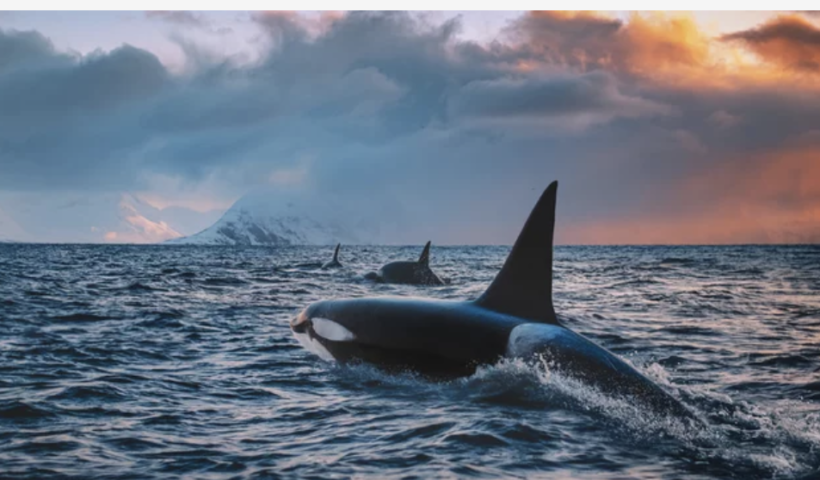 カリフォルニア州沖で珍しいシャチの大群が目撃　（6/16）