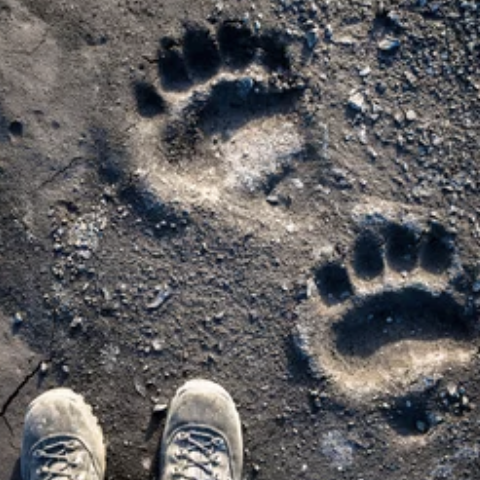 マリブの浜辺に熊の足跡　サンタモニカ山脈で４月目撃の「BB-12」と判明（6/9）