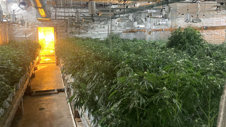 ロサンゼルスのダウンタウンで大規模なマリファナ栽培が発見（7/26）