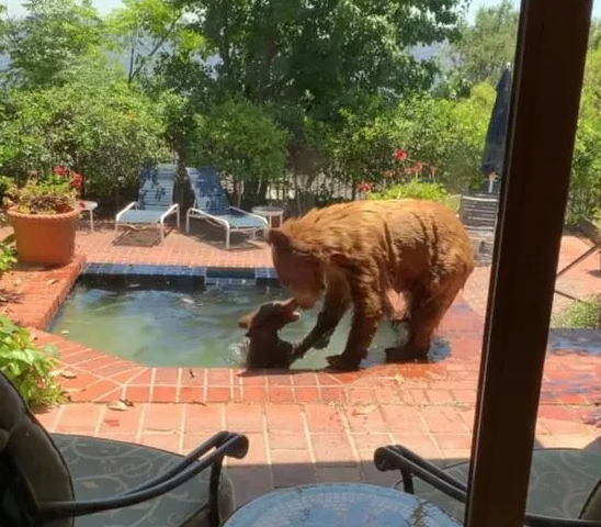 住宅地のプールに親子連れのクマが・・・暑さしのぎのためか　ラ・カニャーダ（7/27）