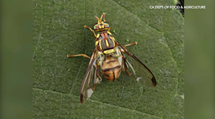 南カリフォルニア　外来種の昆虫が発見　「深刻な害虫」検疫に対応（7/31）
