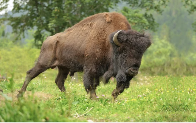 イエローストーン国立公園で女性がバイソンに刺される「バイソンの発情期は７〜8月。注意が必要」（7/18）