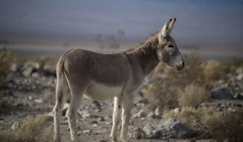 デスバレー国立公園で小型ロバ５頭射殺　当局が調査開始（7/17）