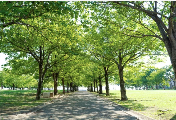 バーバンク市が近隣の樹木140本を伐採する計画を発表、住民は不満爆発（7/20）