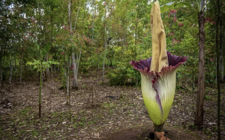 Huntington Libraryの「死体花」が今週末にも開花　今年はハリケーンの影響で遅れる（8/25）
