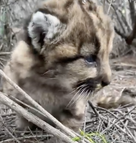 南カリフォルニアの山でマウンテンライオンの赤ちゃん発見（8/17）