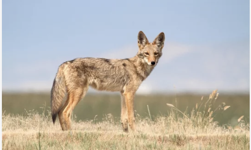 チノの公園でコヨーテの目撃が増加、市民に警告（8/4）