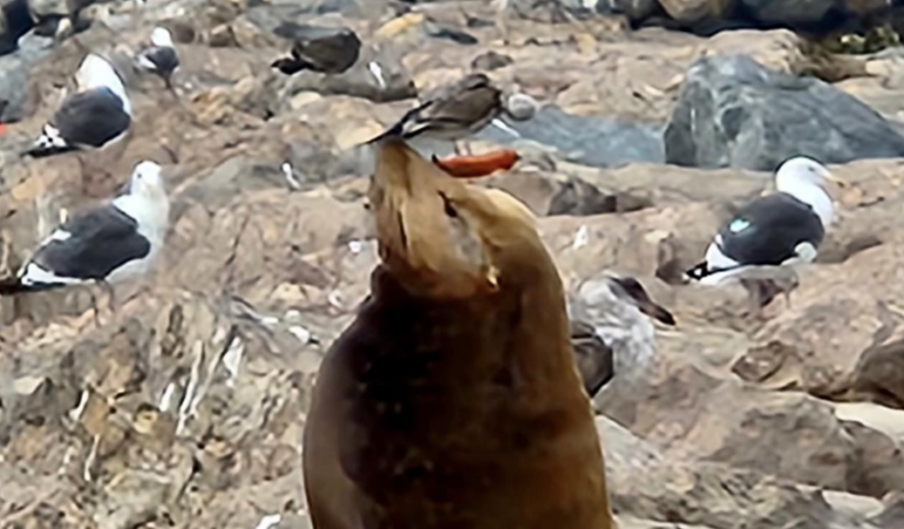 チャンネル諸島で鼻にナイフが刺さったアシカが目撃される（9/6）