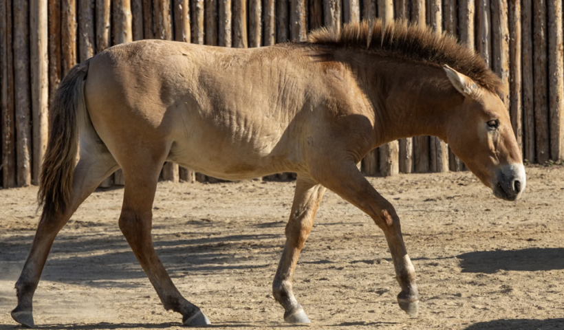 クローンの絶滅危惧馬が誕生！サンディエゴ・サファリパーク（9/11）