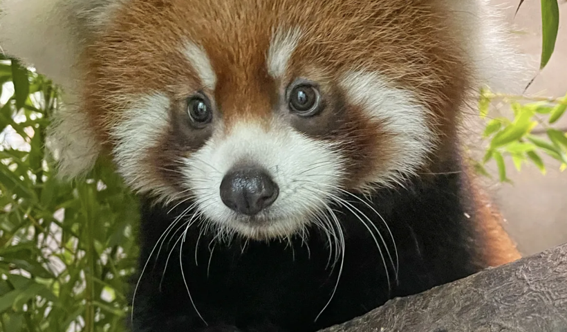 サンディエゴ動物園で久々にレッサーパンダが誕生、「Pavitra」と命名（9/18）