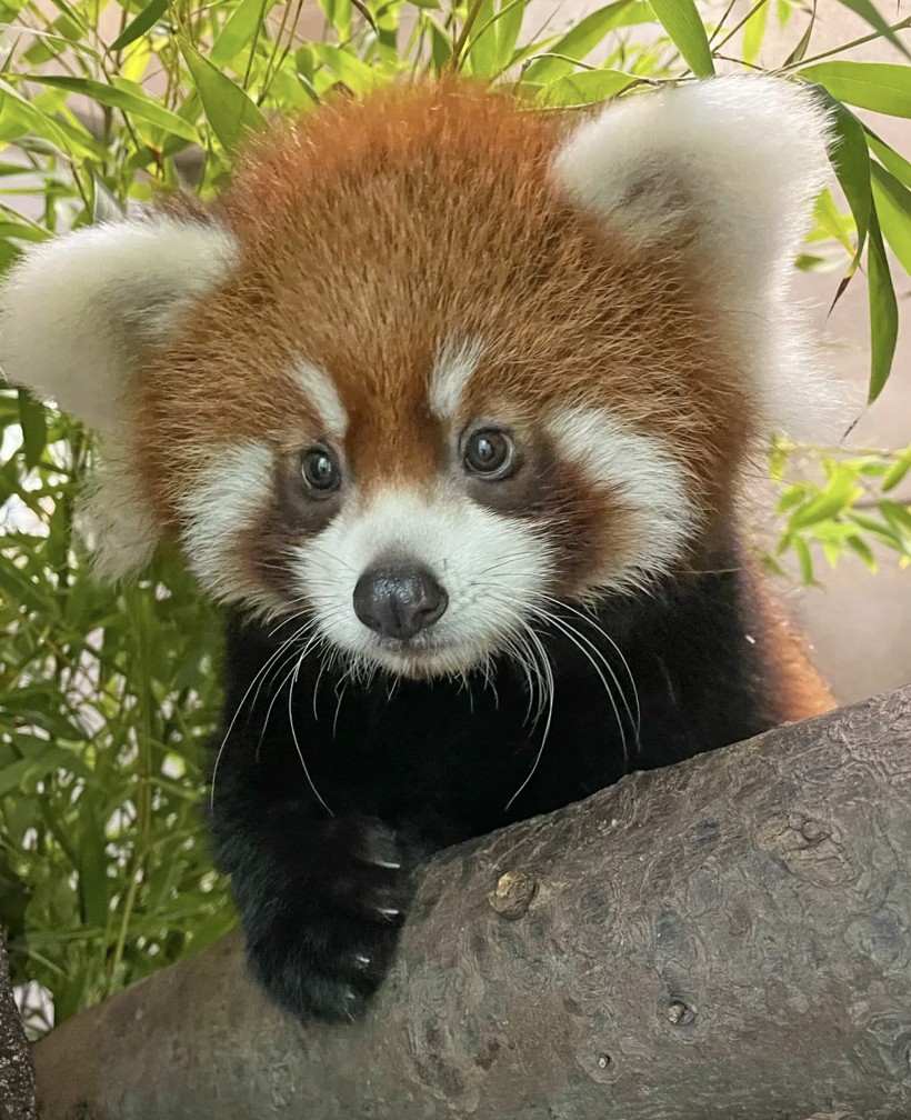 サンディエゴ動物園で久々にレッサーパンダが誕生、「Pavitra」と命名