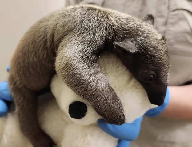 ロサンゼルス動物園！　ミナミ・タマン・アリクイの赤ちゃん誕生（9/20）