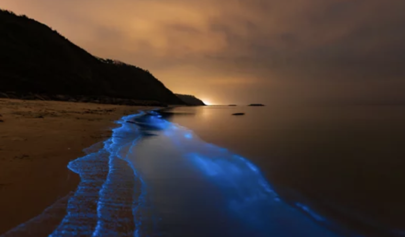 波打ち際に美しいブルーの光　南カリフォルニア、生物発光波の季節　見頃は午後9時〜午前３時（9/8）