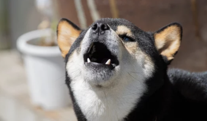 ラグナビーチ市で犬の吠え声規制する新条例　30分間吠え続けるのは「迷惑行為」（9/6）