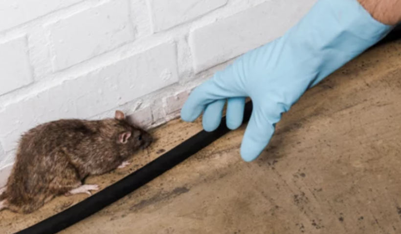 ロサンゼルス、全米で2番目に "ネズミの多い "都市　オーキンが発表（10/26）