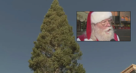高さ115フィート！　カリフォルニアで最も背の高いクリスマスツリー　11月11日点灯式（10/20）