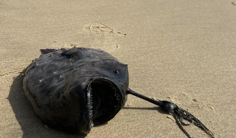 映画『ファインディング・ニモ』にも登場の珍しい深海魚がオレンジ郡のビーチで発見（10/23）