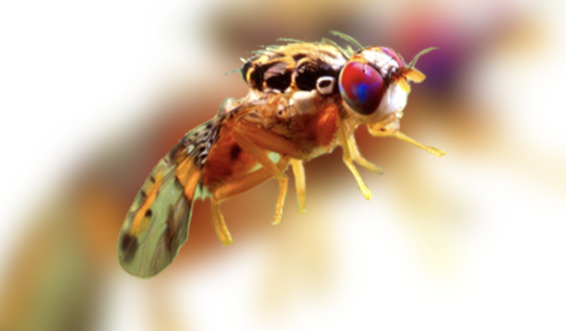 害虫フルーツ・フライ（ミバエ）がロサンゼルスで確認「野菜を捨てるときはビニールを二重に」（10/26）