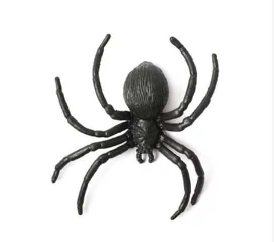 雨が多くなる秋　南カリフォルニアのクモのシーズン到来（10/6）