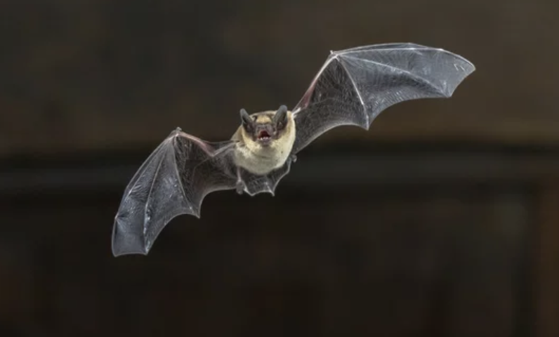 オレンジ郡で狂犬病に感染したコウモリが発見される　ペットへの感染にも注意（10/25）