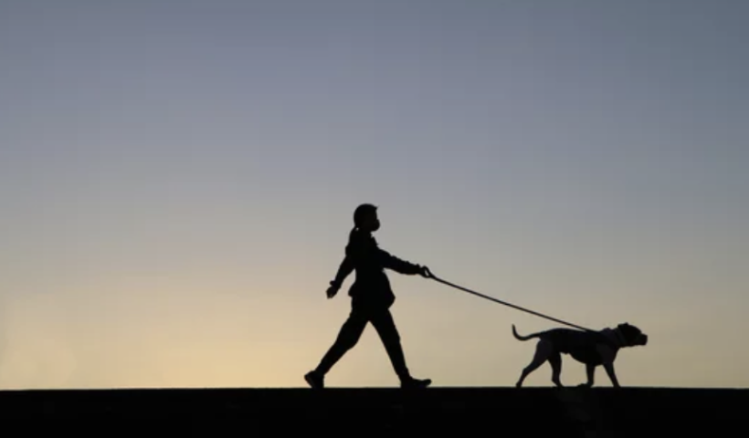 犬誘拐事件が多発　 OCの元警官が提供する犬の「武装散歩」（10/6）