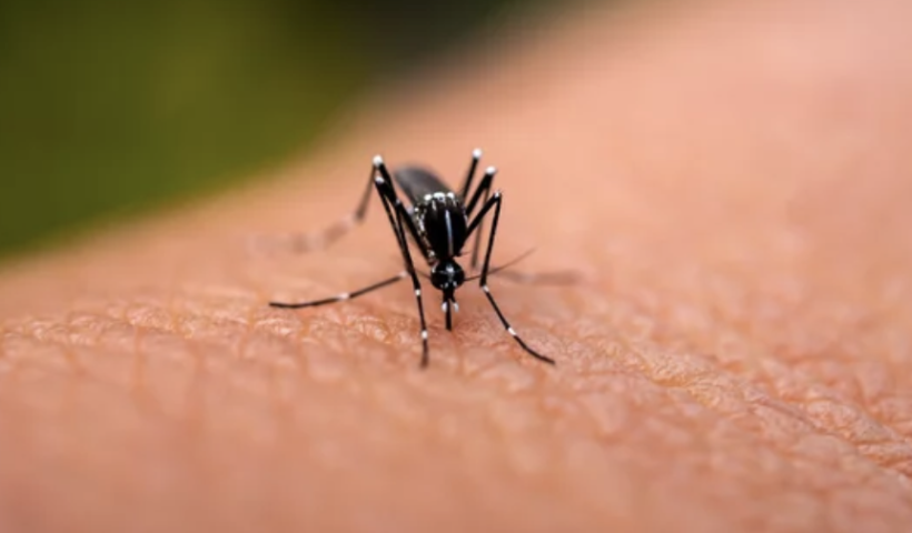 パサデナで蚊が媒介するデング熱の稀な症例を報告　ネッタイシマカに注意（10/23）