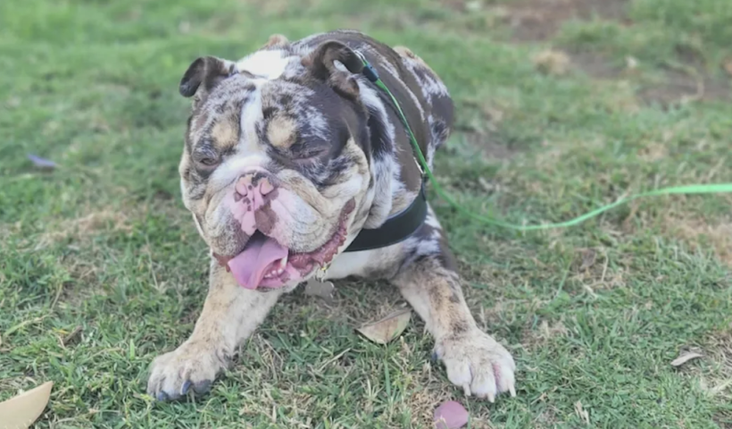 ウェスト・ハリウッドで犬の散歩中のカップルが銃を突きつけられ、犬を盗まれる（11/7）