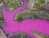 ハワイ・マウイ島　国立野生生物保護区の池の水がピンク色に（11/13）