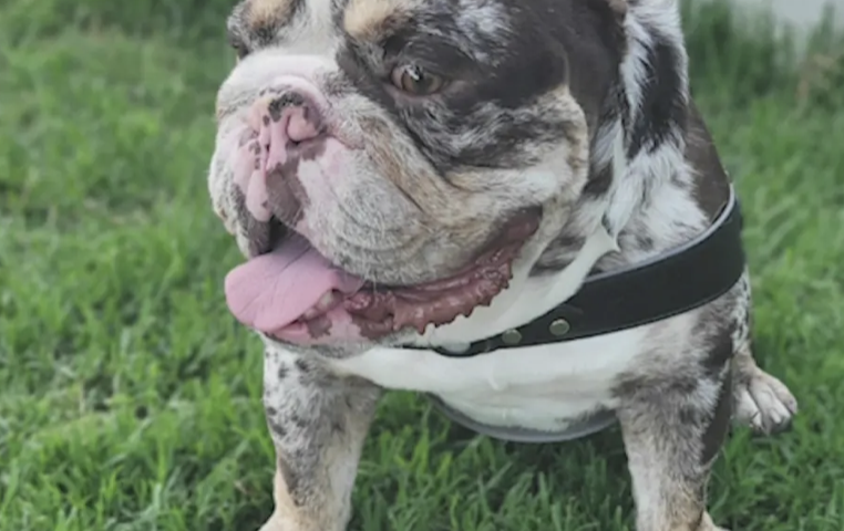 銃で脅され、連れ去られた愛犬が無事に飼い主と再会　ウェスト・ハリウッド（12/4）