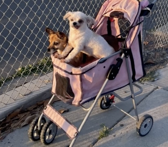 愛犬２匹連れ去りで飼い主が１，０００ドルの懸賞金　ウェスト・アダムス地区（12/18）