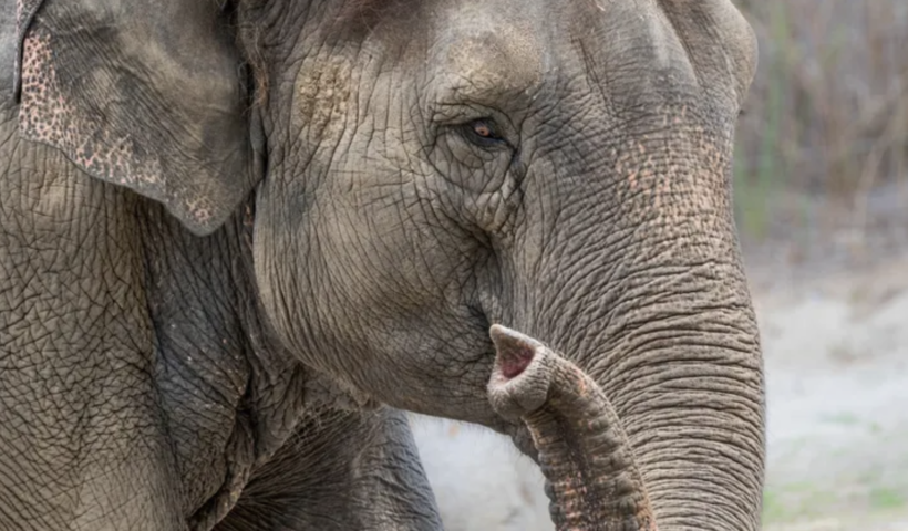 ロサンゼルス動物園　人気のゾウ「Shaunzi」が53歳で死亡（1/4）