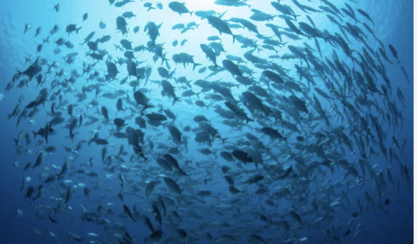 ラグナビーチ市で風船禁止の新条例施行　「海の生物や環境に危険」と市民（1/5）