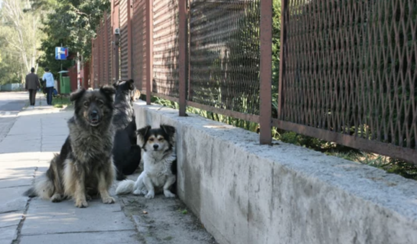 リバーサイド郡で野犬の群れが頻繁に目撃される　過去には襲われ死亡事故も（1/4）
