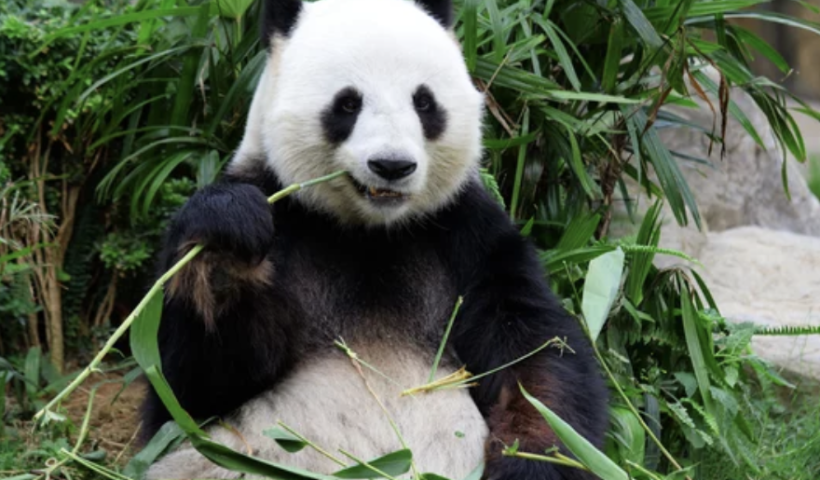 サンディエゴ動物園にジャイアントパンダが戻ってくる動き（2/22）