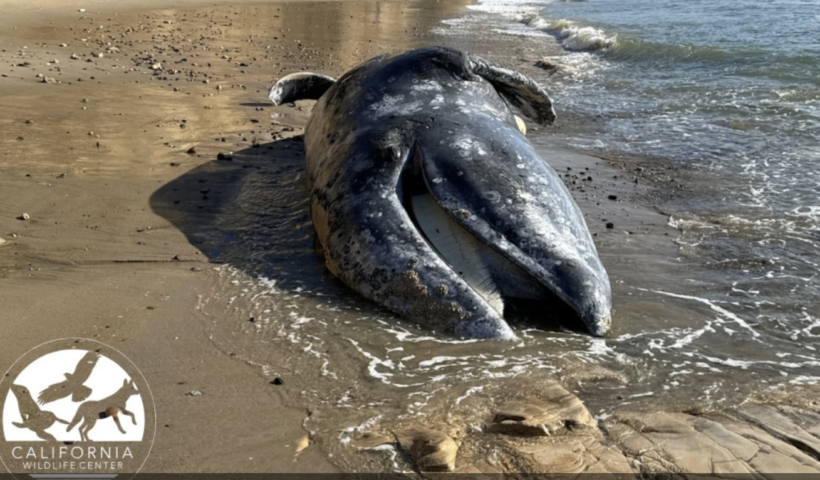 マリブのビーチに巨大なコククジラが漂着（3/18）